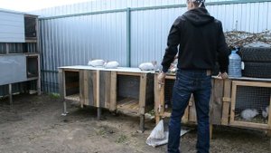 КОКЦИДИОЗ у кроликов. Профилактика  или лечение?