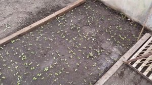 Сеялка "паук-пианино" для редиса.