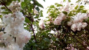 ЗНАМЕНИТЫЕ БЕЛЫЕ, КРЕМОВЫЕ И БЕЛОРОЗОВЫЕ СОРТА  СИРЕНИ КОЛЕСНИКОВА/ МАЙ 2023 ГОД