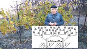 @Виноградники Схемы посадки винограда