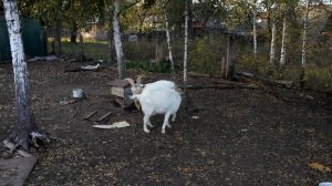 Охота у козы, признаки охоты у коз. Как покрыть козу.