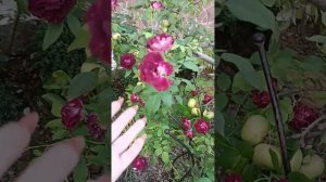 Роза Бургунди айс