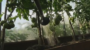 6 соток 4 июля 2023 года Хроника