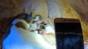 18 новорожденных щенков ЧИХУАХУА  какие трудности нас ждут /купить щенка в питомнике РКФ Мари Мисти