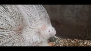 Рождение дикобраза/ Зефирка и Мишка стали родителями/ первые дни,новорождённый дикобраз
