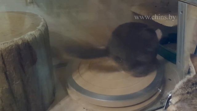 Шиншилляндия. Шиншилла бегает на беговой тарелке. смотреть онлайн