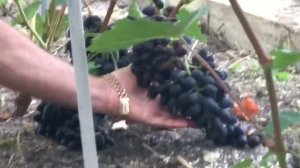 Виноград Чарли на участке Григория Адамия