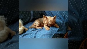 Чем я кормлю йоркширского терьера и Мальтийскую болонку.