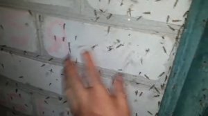 Комар малярийный  Что делать