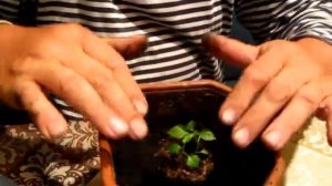 Второй раз пересаживаем Перец Огонек