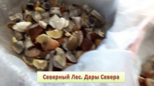 Сортировка грибов и укладка в сушку  Сбор грибов в Р Коми 2017