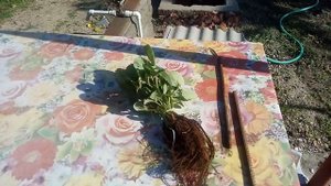 ОСЕННЯЯ ПОСАДКА КЛУБНИКИ.НОВЫЙ СОРТ АЗИЯ.ПЕРЕСАЖИВАЕМ НА НОВОЕ МЕСТО.