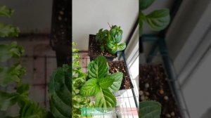 Гортензия Френч Болеро "French Bolero" зимует дома на подоконнике.