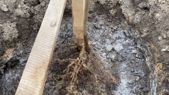 Посадка фундука сорт Президент смотреть онлайн