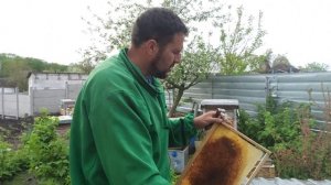 Маточники для отводков пчел. Отводок на маточник. Отводки пчел на одну рамку почему делал именно та