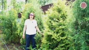 Сорта Туи Западной: какую выбрать?