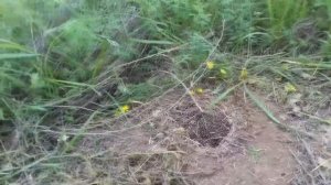 Ежик в норке на покосе травы самодельными ножами. И снова из разряда удивительная история