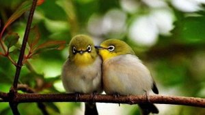 Разговор двух птиц.