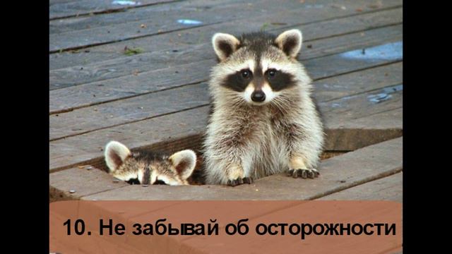 Советы от енота или енот плохого не посоветует