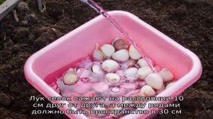 Холодоустойчивый сорт лука «Сеттон» для долгого хранения