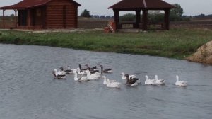 Праздник картошки, Брянская область