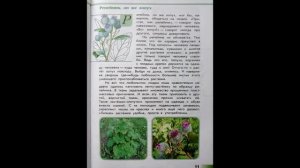 Читаем детям ЗЕЛЁНЫЕ СТРАНИЦЫ. А.А.Плешаков. Страница первая. РЕПЕЙНИК, ОН ЖЕ ЛОПУХ.