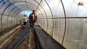 Мульчирование АгроТканью в теплице//мульчирование капусты//геотекстиль 150 микрон//Огородные хлопот