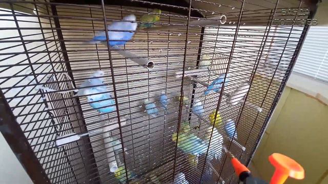 Удобная обновка || Купаю стаю волнистиков 🐥🐥🐥