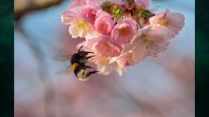 "Апрель-водолей", Окружающий мир 1 класс ч.2, с.75-81, Школа XXI век.mp4