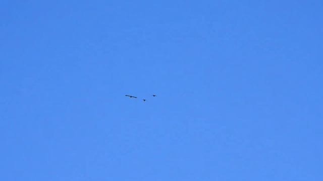 полет разных птиц смотреть онлайн