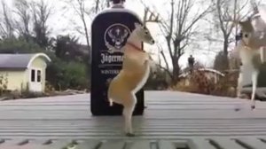 ОЛЕНЬ танцует!!!?!!? 😜😂