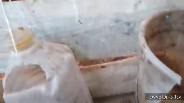 хлопочу по хозяйству! Повышаю яйценоскость и удой у козы!эко ферма. my farming. country life смотреть онлайн