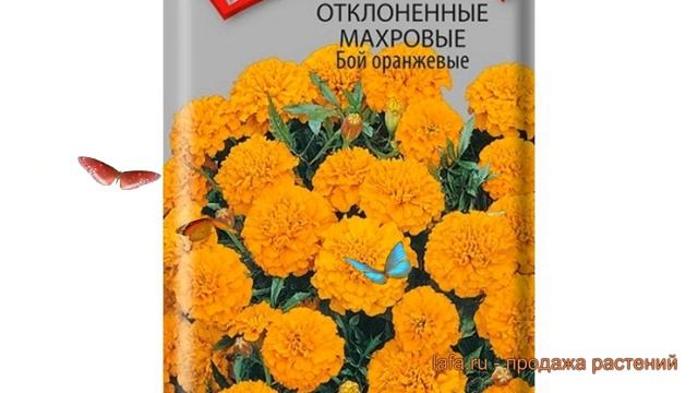 Бархатцы отклоненный Бой оранжевые ? обзор: как сажать, семена бархатцев Бой оранжевые смотреть онлайн
