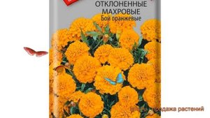 Бархатцы отклоненный Бой оранжевые ? обзор: как сажать, семена бархатцев Бой оранжевые