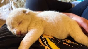 РОДИЛИСЬ РЕДЧАЙШИЕ БЕЛЫЕ ЛЬВЯТА! Рекорд - сразу 5 малышей!  /  ПАРК ЛЬВОВ ЗЕМЛЯ ПРАЙДА МОСКВА