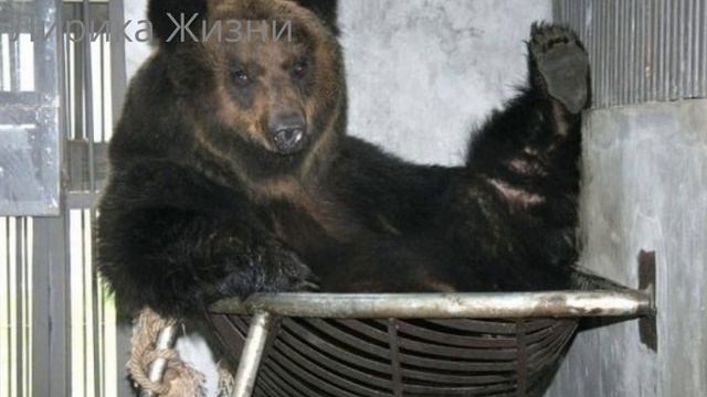 Медведь носил стальную «рубашку» много лет. Вот что произошло, когда его освободили… смотреть онлайн