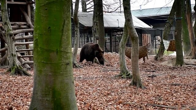 МИР ФУТБОЛИСТ / MYR THE BEAR - FOOTBALL PLAYER