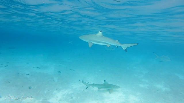 Успокаивающая музыка для нервов 🌿 лечебная музыка для сердца и сосудов, релакс, музыка для души #23 смотреть онлайн