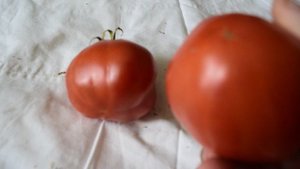 Вы точно уверены, что не сможете вырастить такой сорт томата? Великолепный томат! Что это за сорт?