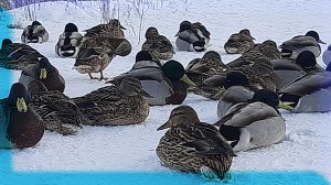 Я ИМ ПРЕДЛОЖИЛ СЫРУЮ КАРТОШКУ, НО ЧТО БЫЛО ПОТОМ.... Кормление УТОК Зимой на Ушайке.
