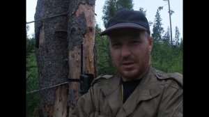 Лоси на солонце.Два быка не поделили солонец.