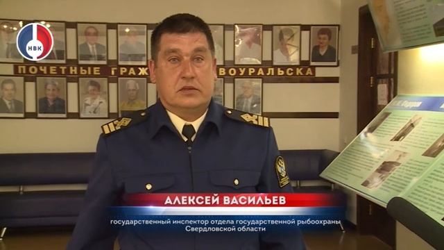 Продолжается подготовка к зарыблению Верх-Нейвинского водохранилища смотреть онлайн