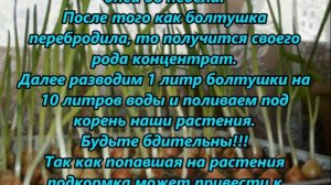 Как удобрять куриным пометом