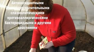 ПРИШЛО ВРЕМЯ СЕЯТЬ РЕДИС . Какие СОРТА РЕДИСА выбрать.