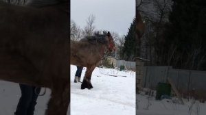 Элитные лошади России ! Бельгийский тяжеловоз Виктория ! Двухкратная чемпионка Голландии !