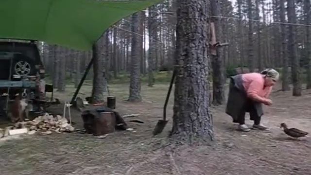 Кормление диких уток смотреть онлайн