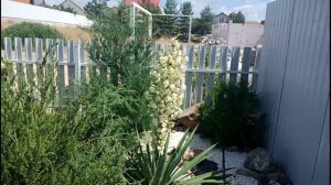 Климат Воронежская область. Погода Лиски 20 июня 2019. Мой сад.