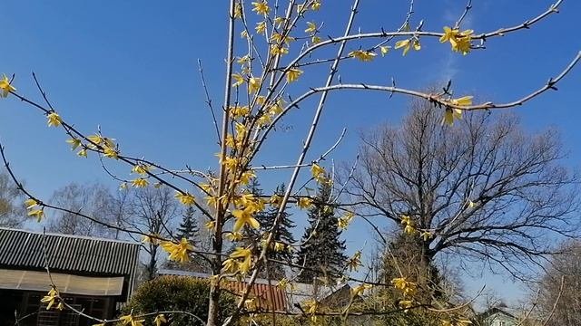 Форзиция (Forsythia) - деревце. Почему больше нет побегов? Апрель 2023.