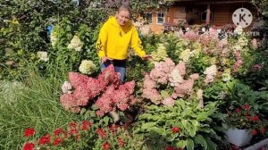 В гостях у Натальи. Более 70 сортов гортензии! Обзор сада и растений