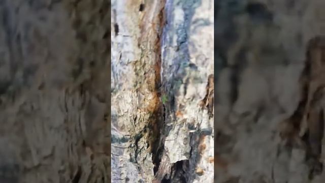 Зелёный жук, которого мы нашли на коре смотреть онлайн